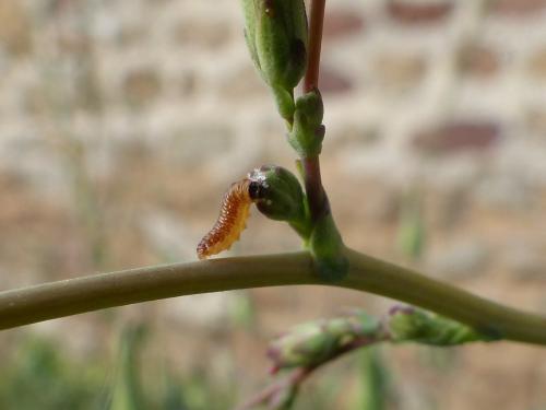 Réf. 212 136 : Eucosma conterminana